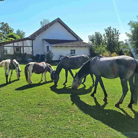 Pansion Sasin Salas 40m2 Bed & Breakfast