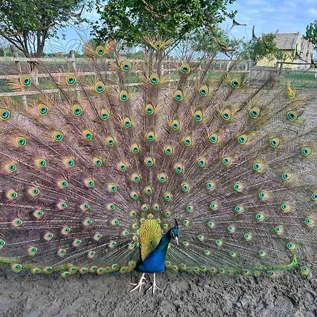 Pansion Sasin Salas 40m2 Отель типа 