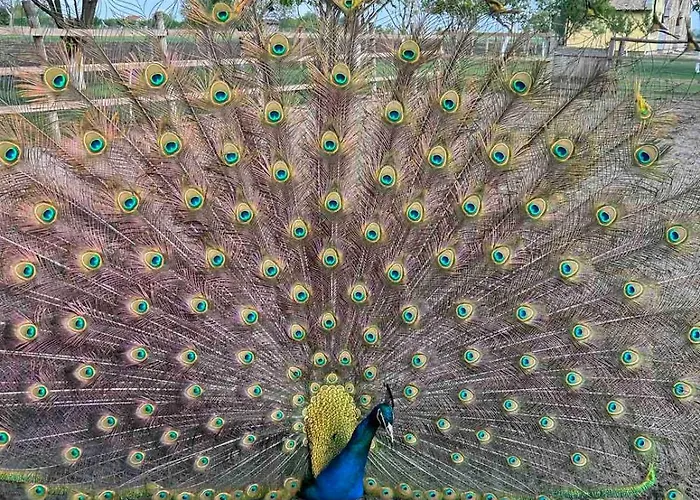 Pansion Sasin Salas 40m2 Nocleg ze śniadaniem Rumenka